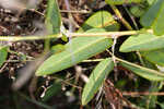 White moneywort